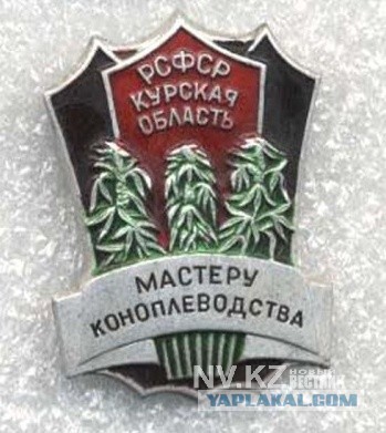 Зимний сад в Сибири на окне. Гидропоника, почва, фитолампы.