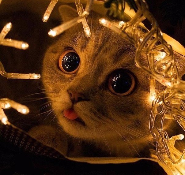 Коты из сети