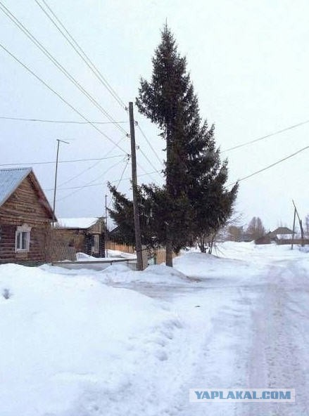 Весёлые картинки