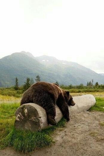 Живность из сети
