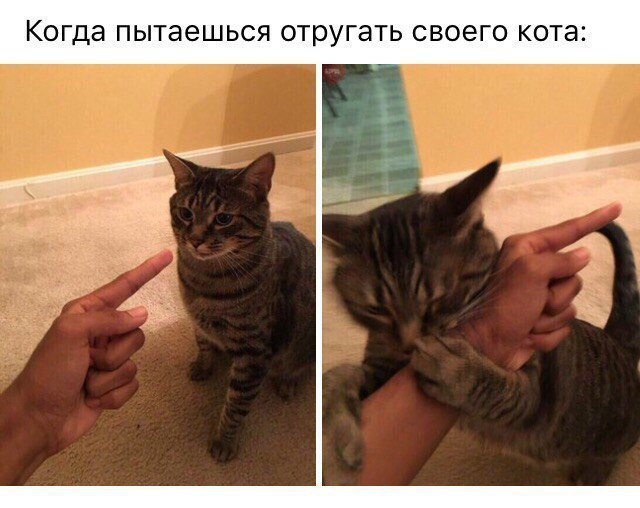 Весёлые картинки