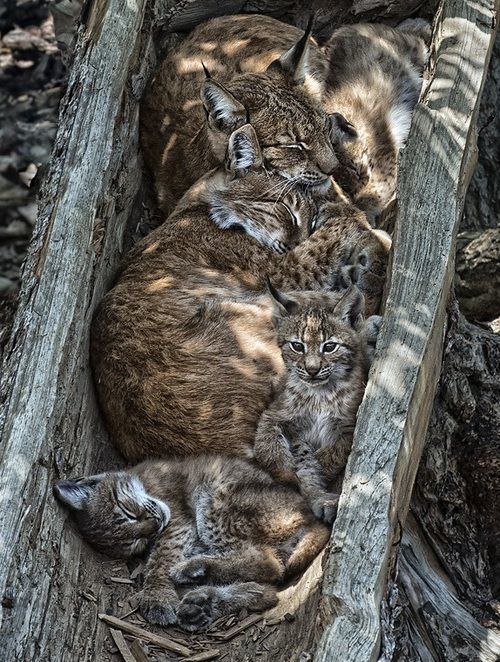 Прикольных котов пост
