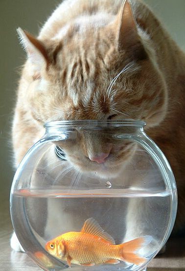 Котомет на вторник 08.04.08