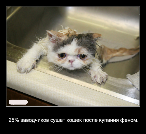 Интересные факты о кошках в картинках, 90 штук