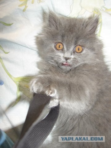 Lolcats - котовторник 33 лолокота!