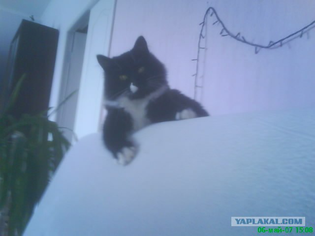 Котовторник. А как же?!