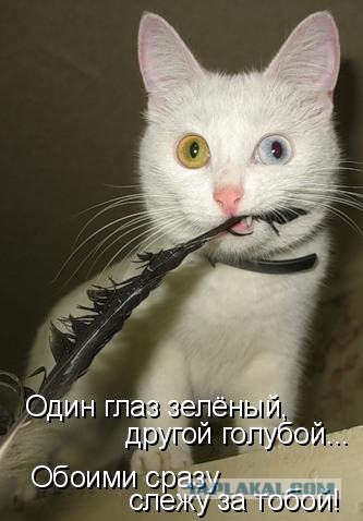 Котовторник в "КотоГетто"