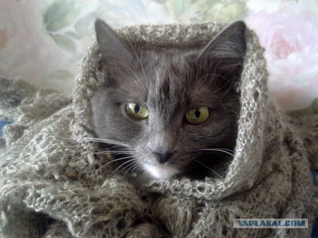 Котовторник 20.12.2011