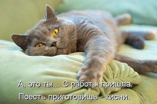 Шерстяные и весёлые