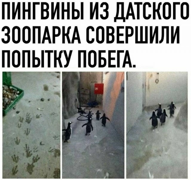 Просто добрые картинки. Всем хорошего дня!