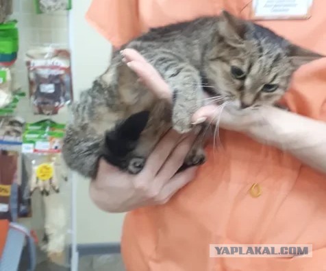 Кошка на пешеходном переходе