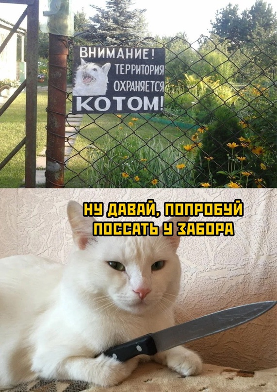 Картинки и мемы, выходные продолжаются