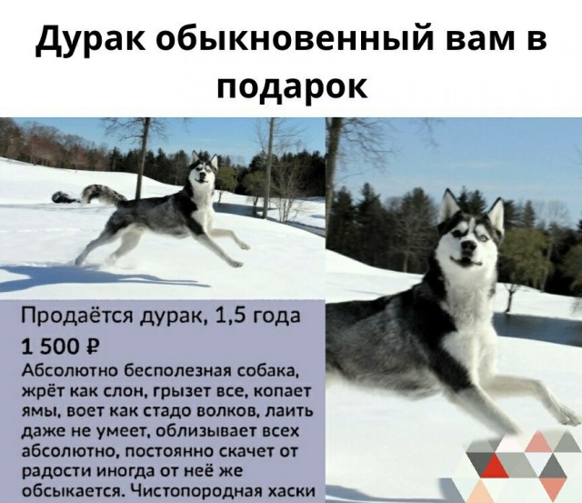 Собачих