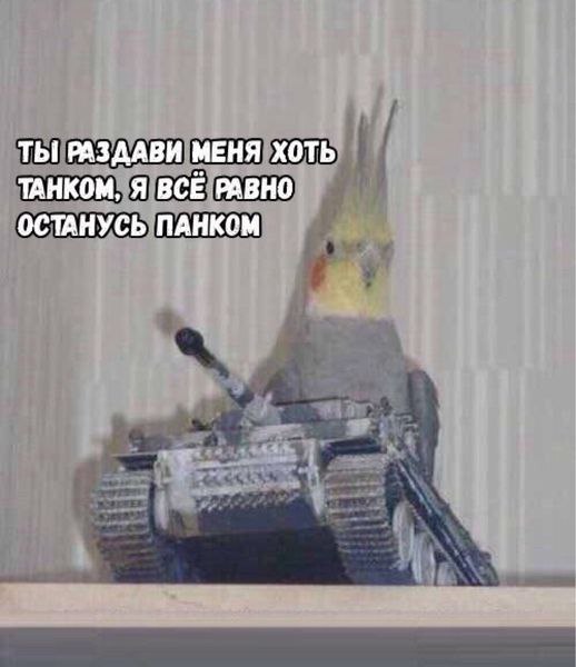 А где этот "панк"?