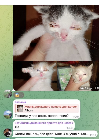 Жизнь домашнего приюта для котеек 577