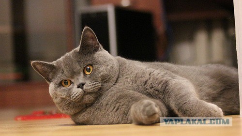 Котовторник 27.5.2014