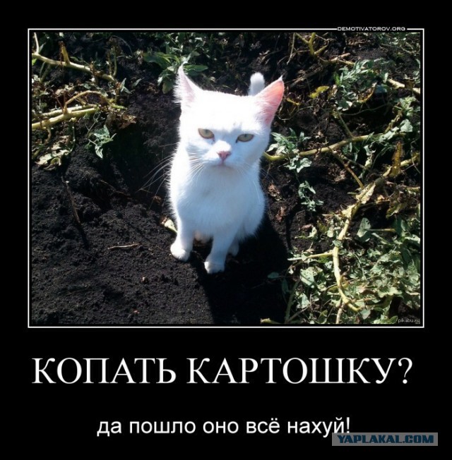 Написать открытке, прикольные картинки пошли копать картошку