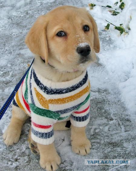 Собакочетверг