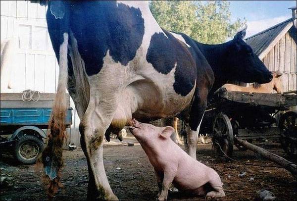 То, что улыбнуло в 2015