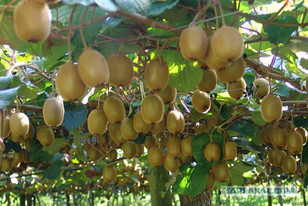 Как растет еда в естественной среде