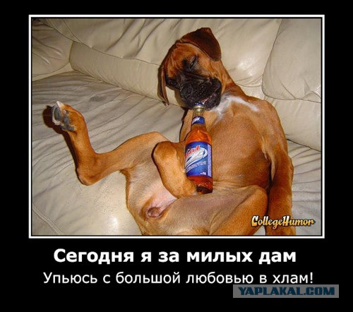 Собакены «с человеческим лицом» :)