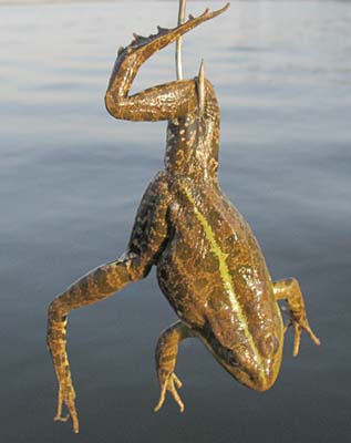 Живу у моря