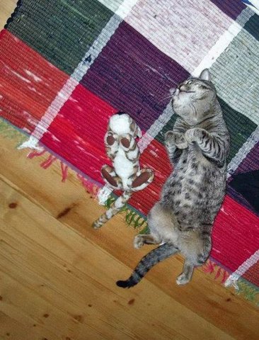 Вторничный котомёт