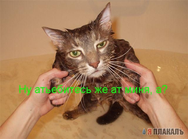 А вот и котовторник!