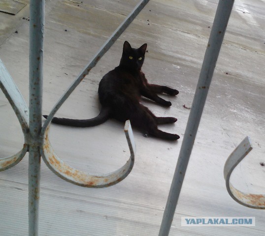Котовторник 19.07.2016