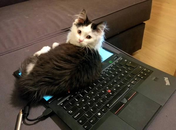 Коты из сети