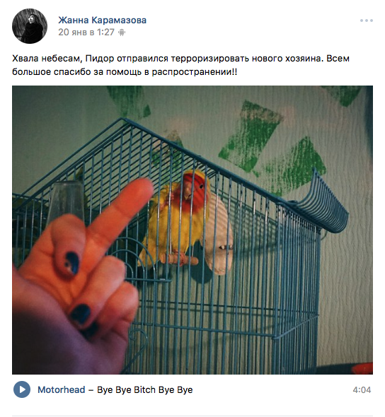 Попугай топотун, новый мем