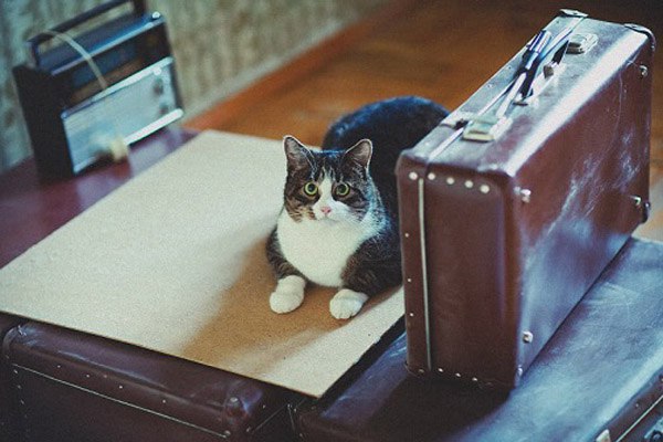 Коты и Кошки