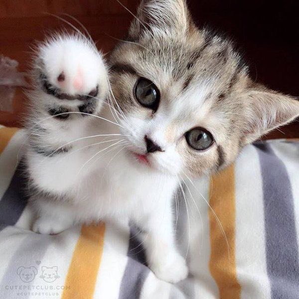 Коты и Кошки