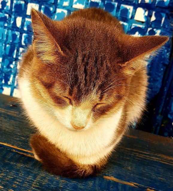 Коты и Кошки