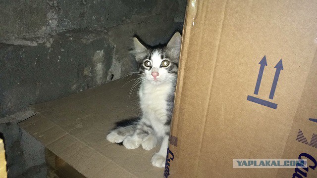 Котовторник 24.04.2018