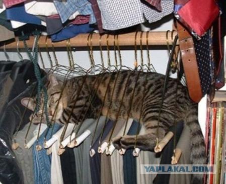 УРРААА ! Котовторник на ЯПлакалъ !