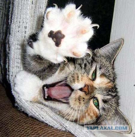 Коты говорят НЕТ понедельникам! Зевающие коты
