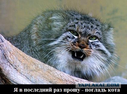 Эй! Ну погладь котика! Погладь кота