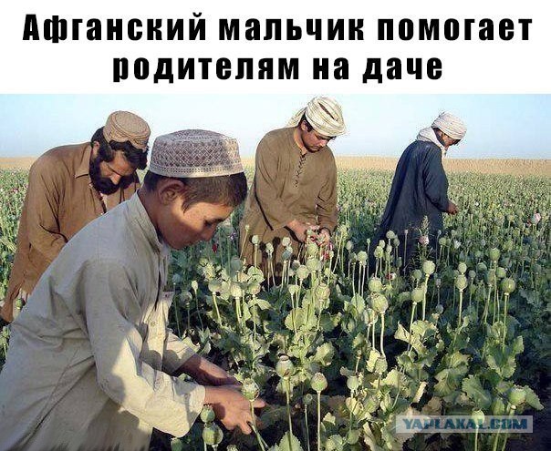 Скотсети и иной интранэт