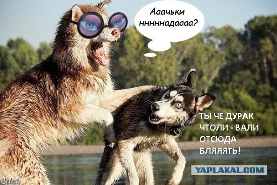 Пасть запили!