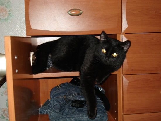 Котовторник!