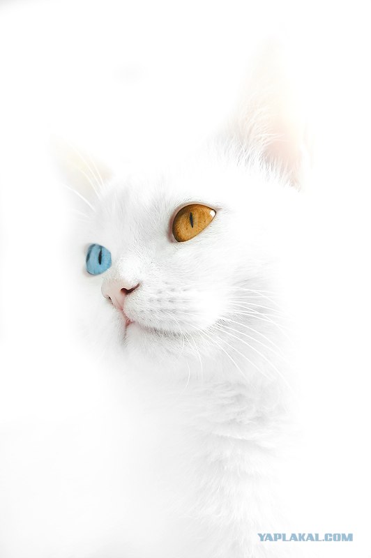 Котовторник 20.12.2011