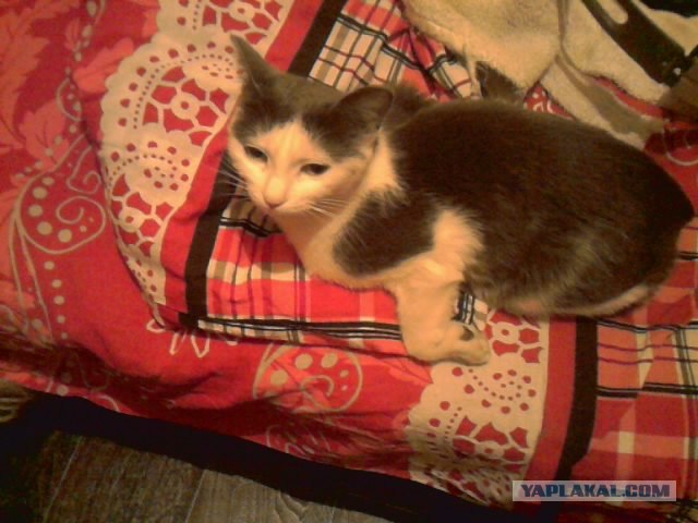 Котовторник 17 января