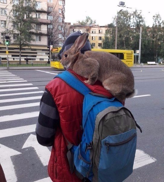 Милые животные. Мимиметр сломался