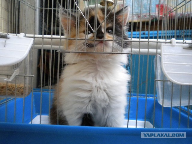 Котовторник! 13.03.2012
