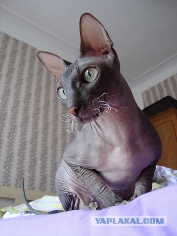 Котовторник 27.03.2012