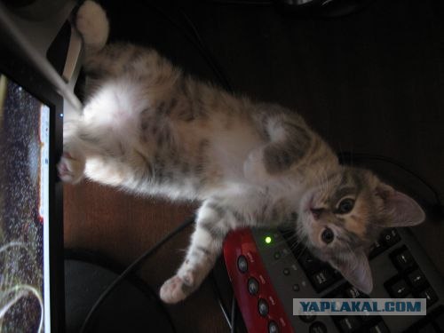 Котовторник 03 07 2012