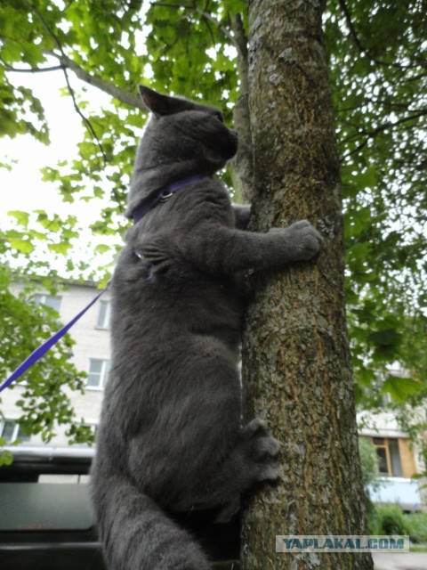 Котовторник  17.07.2012