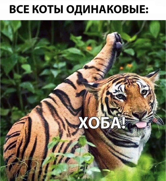 Дикий котовторник 21.05.19