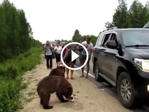 Слабоумие и отвага. Житель Мурманска кормит дикого медведя на обочине